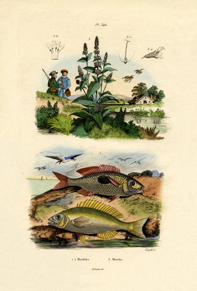 Picarelli macchiati da French School